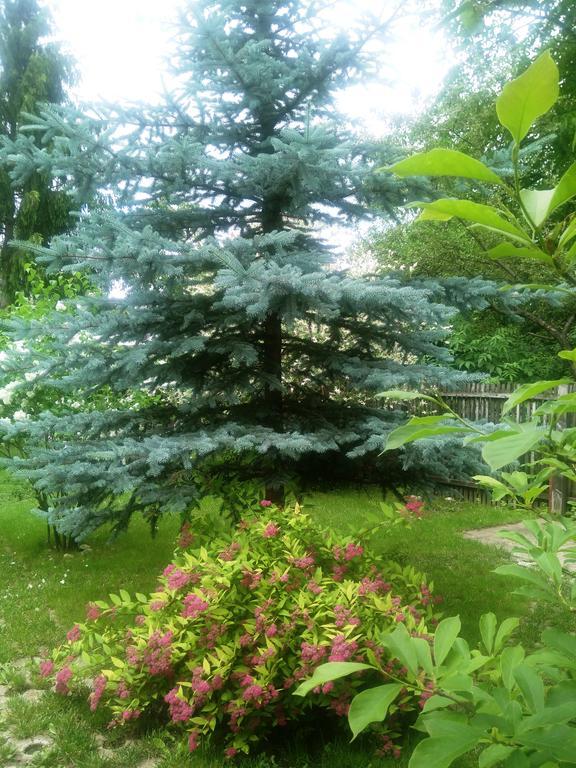 Guest house Pensiunea Paloma 3 Stele Brasov